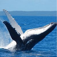 Whale Watch in Hervey Bay - Day Tour